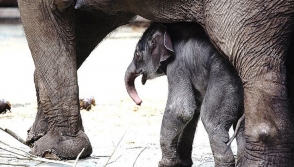 Մոսկվայում 90 կգ քաշով փղիկ է ծնվել (տեսանյութ)