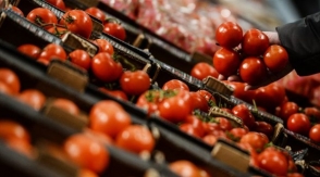 В России уничтожили почти 200 кг помидоров из Турции