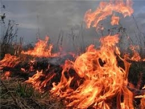 Մեղրիի օդանավակայանի հարակից սարում այրվել է 10 հա բուսածածկ տարածք և մոտ 800 եղևնի