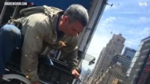 Пчелы оккупировали один из небоскребов Нью-Йорка