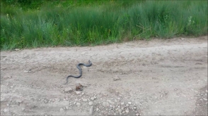 Օձի խայթոցի դեպքերը Հայաստանում ավելացել են