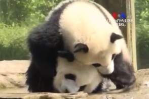 В Китае отметили День рождения панд-двойняшек