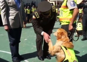 Ոստիկանական շները թոշակի են անցնում