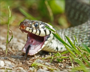 Հրազդանի կիրճում օձ են բռնել