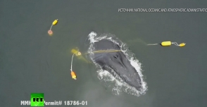 Կետը շնորհակալություն է հայտնել իրեն ցանցերից փրկած մարդկանց