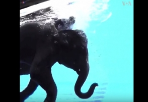 Թայլանդի կենդանաբանական այգու լողացող փիղը