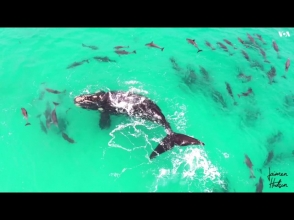Счастливый кит и дельфины