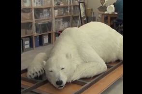 Трудно поверить, но это нереальный медведь