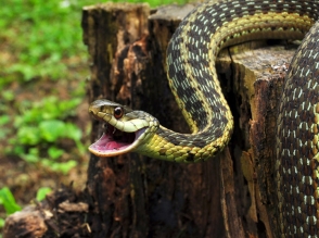 Երևանի շենքերից մեկի բակում օձ են հայտնաբերել
