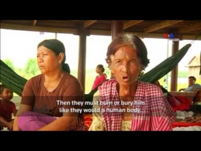 Կամբոջայի բնակչուհին հավատացած է, որ հորթն իր վերակենդանացած ամուսինն է