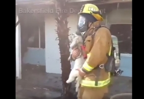 Пожарникам из Калифорнии удалось спасти жизнь собаки