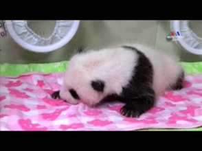 Родившаяся месяц назад в Японии панда