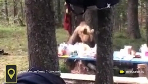 Медведь съел еду отдыхающих в лесу туристов