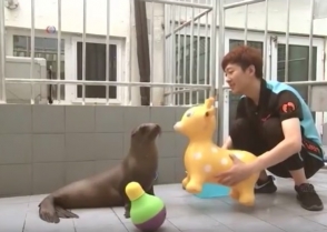 Առաջին Կալիֆոռնիական ծովառյուծը, որը ծնվել է Չինաստանում