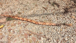Թոշակառուն 11 թունավոր օձ է սատկացրել, որոնք մտել էին իր տուն