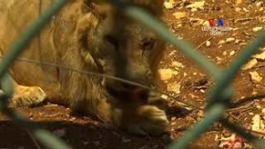 Животные из сирийского зоопарка переведены в Иорданию
