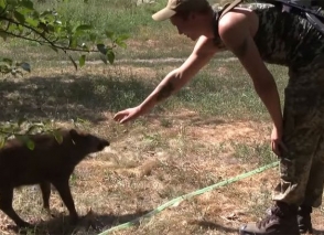 В украинской армии появились боевые вепри