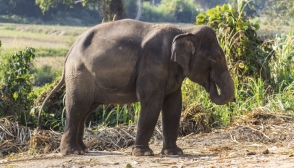В Индии слон прошелся по делающему селфи
