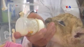 Չինաստանի նորածին զույգ կորյունները