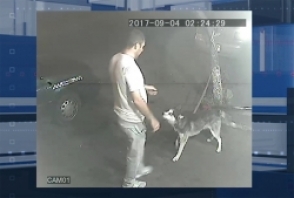 Տեսագրությունում երևացող տղամարդը կասկածվում է խասկի տեսակի շուն գողանալու մեջ