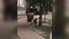 «Дождь» из медведей в Колорадо