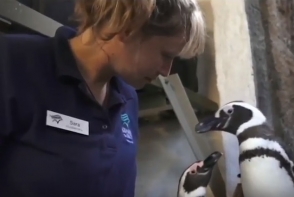 Ի՞նչ ընդհանրություններ ունեն պինգվիններն ու կատուները