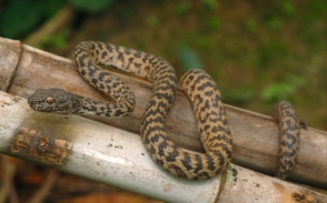 Վահագնի թաղամասի տներից մեկում օձ են բռնել
