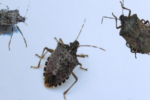 Վրաստանի կառավարության շենքում մարմարյա բզեզ է հայտնվել