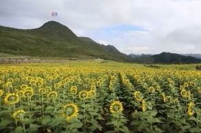 Չինաստանում ծաղկած միլիոնավոր արևածաղիկները գրավում են զբոսաշրջիկներին