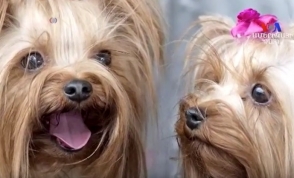 Համացանցի միջոցով շան ձագ գնելուց առաջ դիտեք այս տեսանյութը