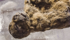 Յակուտիայում հինավուրց քարանձավային առյուծի ձագի մնացորդներ են հայտնաբերվել