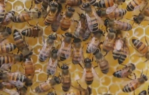 Դանդաղ մահ․ եվրոպացիները մեղրի մեջ թույն են գտել (տեսանյութ)