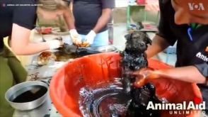 Հնդկաստանում փրկել են ձութի մեջ ընկած շան երեք ձագերի