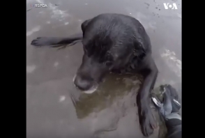 Մեծ Բրիտանիայում փրկել են սառցեպատ լիճն ընկած շանը