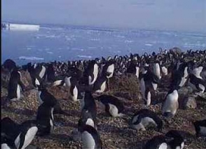 Ատլանտյան օվկիանոսի մի փոքրիկ կղզյակում միլիոնավոր պինգվիններ են հայտնաբերվել