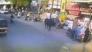 Հնդկաստանում ցուլը հանկարծակի հարձակվել է անցորդ կնոջ վրա