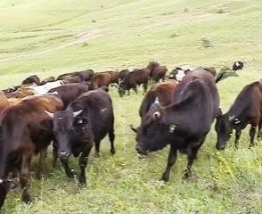 Փոքր Այրումում գայլերը կովեր են հոշոտել