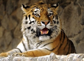 Երևանի կենդանաբանական այգու ամուրյան վագր հանկարծամահ է եղել