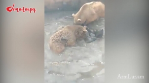 Как в ереванском зоопарке медведи загрызли самку