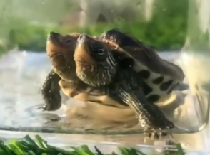 Китайский заповедник показал редкую черепаху-мутанта