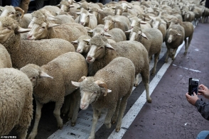 Сотни овец прошли по центру Мадрида