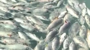 В Ираке сдохли тысячи рыб