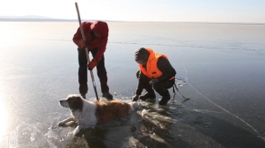 Չիտայում փրկել են սառույցում արգելափակված շանը