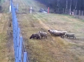 Камеры сняли побег восьми овец из Литвы в Белоруссию