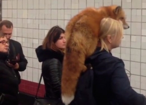 В московском метро заметили девушку с лисой на плече