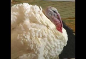 Հնդկահավերին տարել են Սպիտակ տուն