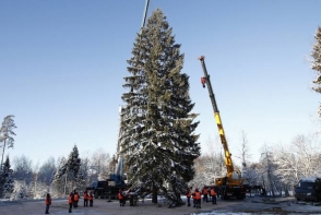 Главную новогоднюю ель России срубили в подмосковном лесу