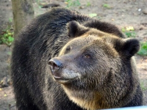 Во Флориде бурый медведь пришел в гости к людям