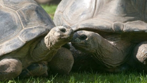 В Австрии 120-летние черепахи «развелись» после 115 лет совместной жизни