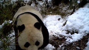 В Китае панда «обезвредила» видеоловушку